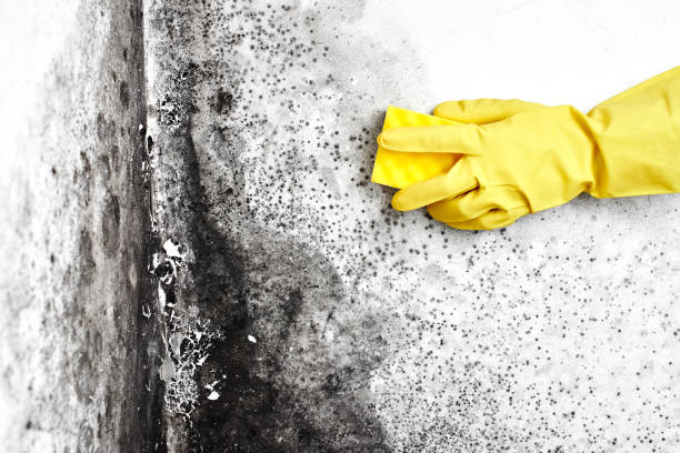 Best Biohazard Mold Removal  in Vashon, WA