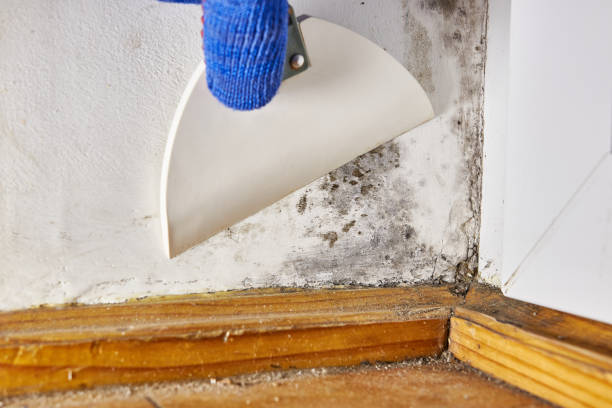Best Asbestos and Lead Testing During Mold Inspection  in Vashon, WA